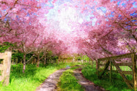 Cherry Blossom Lane Wall Art