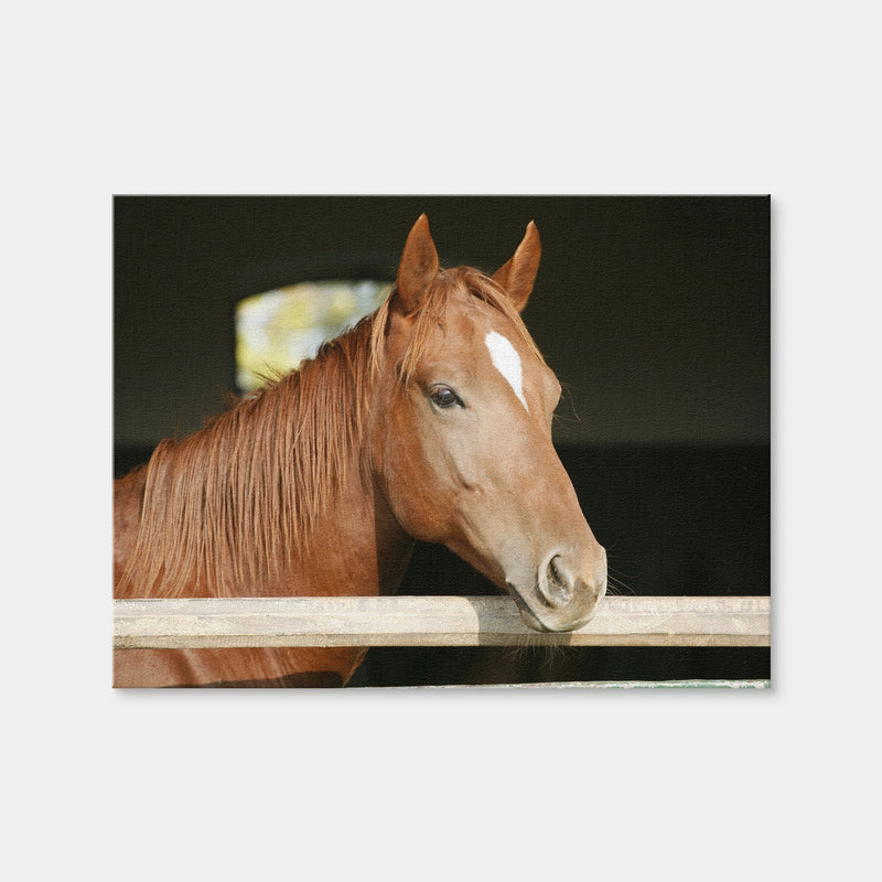AUTO-MOCKUP WHITE | Chestnut Horse | 1 Piece | Gallery Wrap Canvas | group=4x3