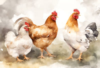 Chicken watercolor Wall Art