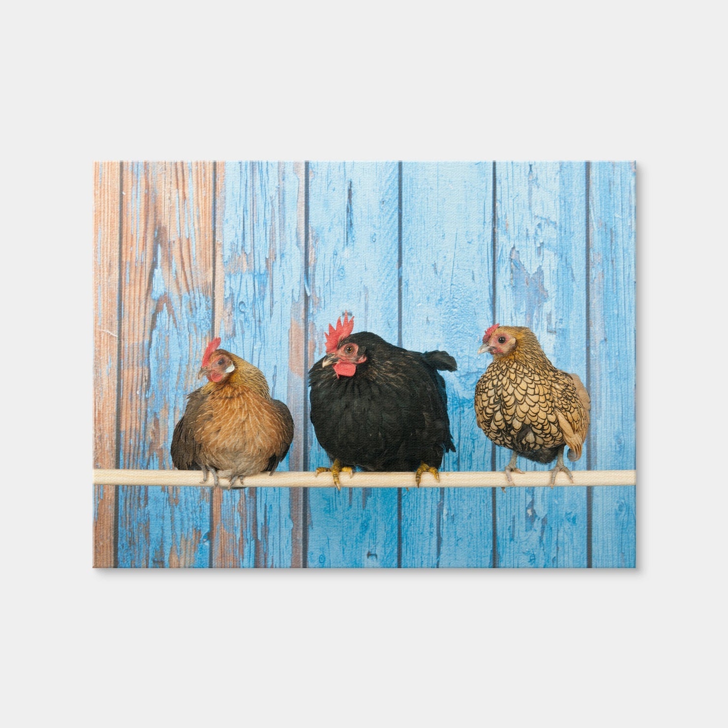 AUTO-MOCKUP WHITE | Chickens in Henhouse | 1 Piece | Gallery Wrap Canvas | group=4x3