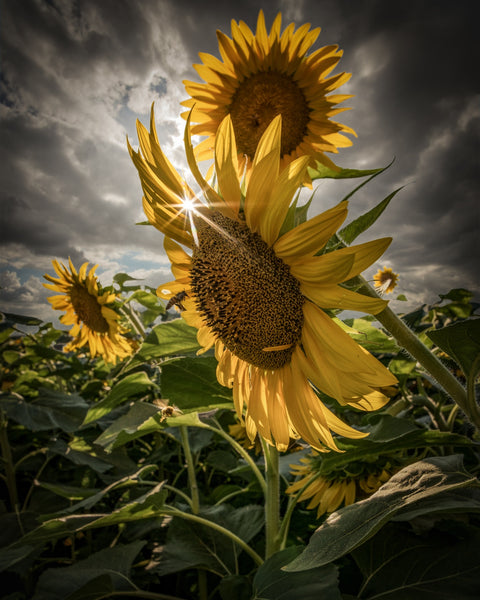Cloudy Sunflowers Wall Art