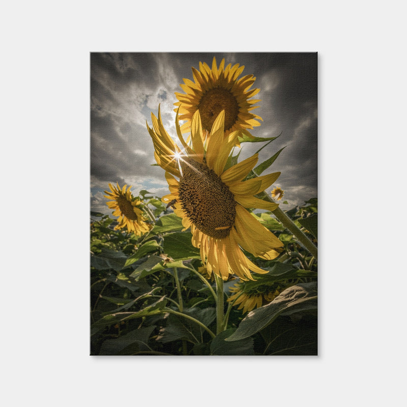 AUTO-MOCKUP WHITE | Cloudy Sunflowers | 1 Piece | Gallery Wrap Canvas | group=3x4