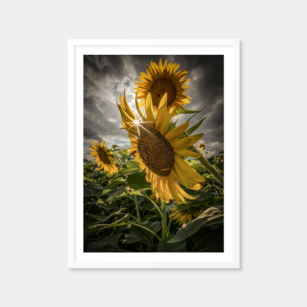 Cloudy Sunflowers Wall Art — Framed Print Format preview
