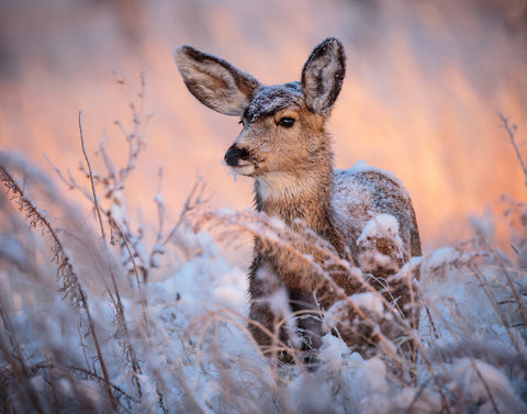 Colorado Doe Wall Art