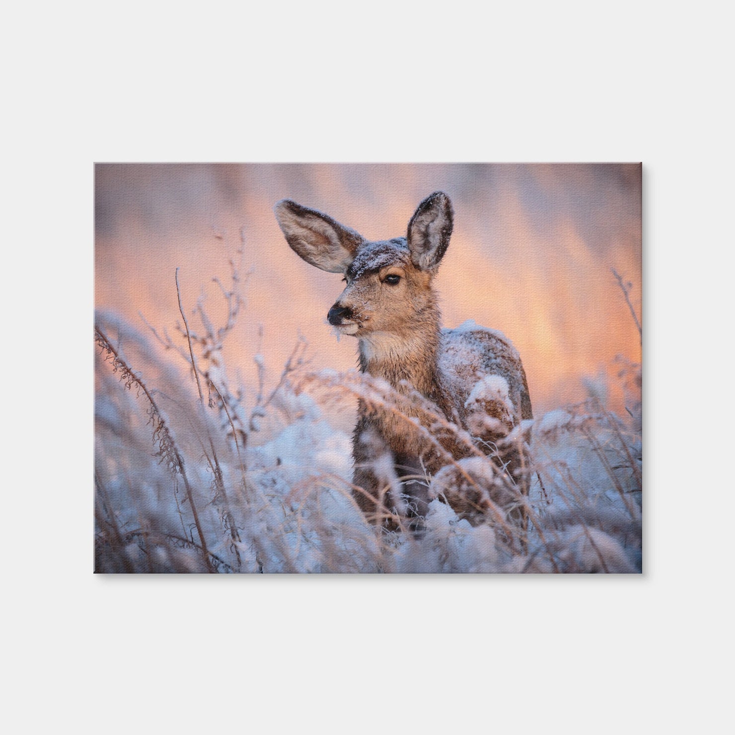 AUTO-MOCKUP WHITE | Colorado Doe | 1 Piece | Gallery Wrap Canvas | group=4x3