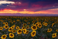 Colorado Sunflowers Wall Art