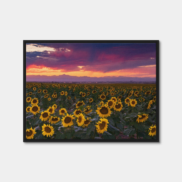 Colorado Sunflowers Wall Art — Framed Canvas Format preview