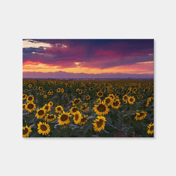 Colorado Sunflowers Wall Art — Canvas Wrap Format preview