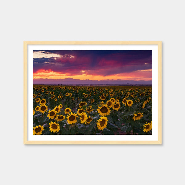 Colorado Sunflowers Wall Art — Framed Print Format preview