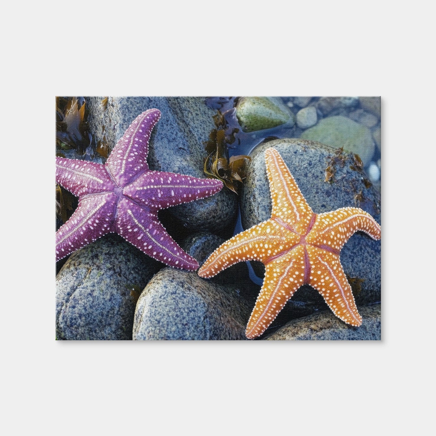 AUTO-MOCKUP WHITE | Colorful Starfishes | 1 Piece | Gallery Wrap Canvas | group=4x3