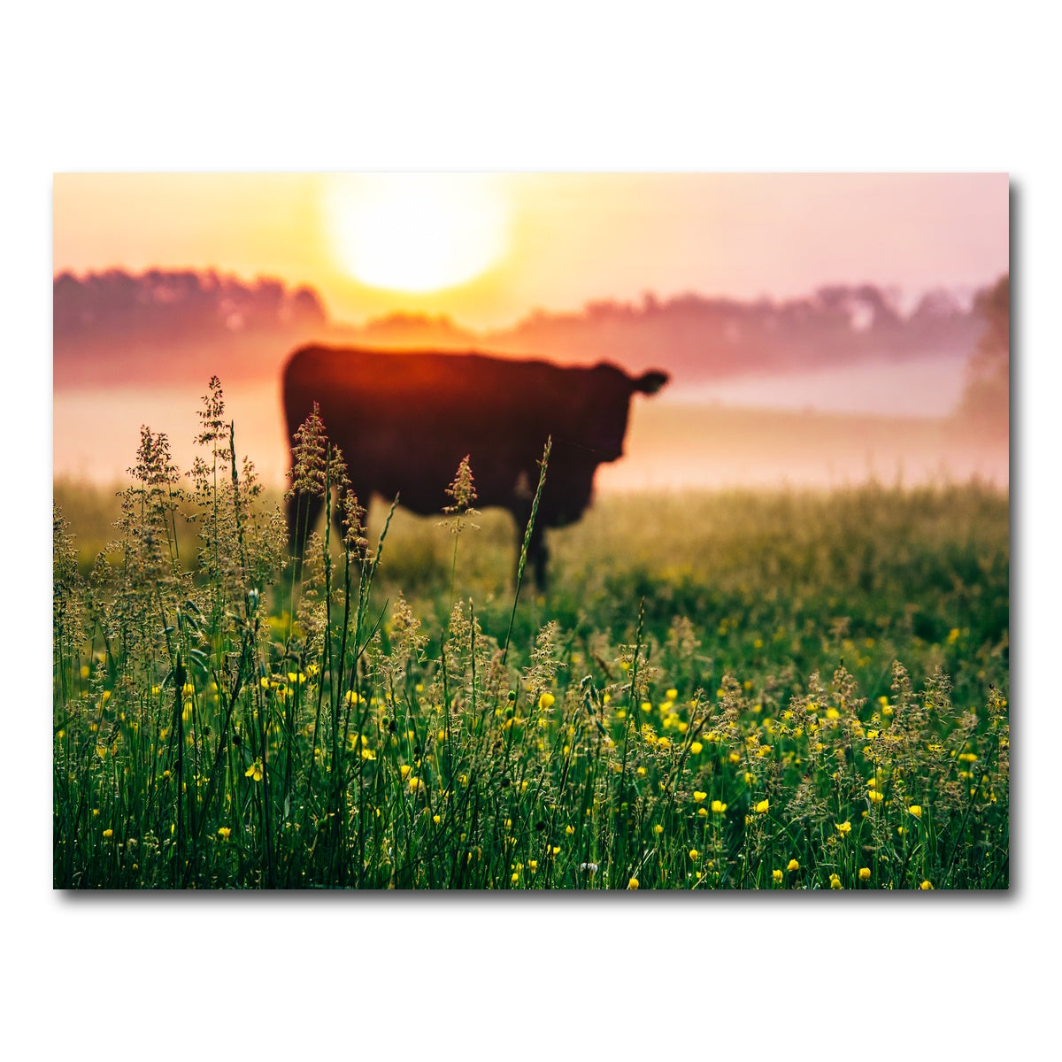 AUTO-MOCKUP WHITE | Cow Sunrise | 1 Piece | Gallery Wrap Canvas | group=4x3