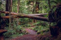 Crossed Trees Wall Art