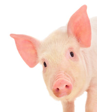 Cute Baby Pig Wall Art