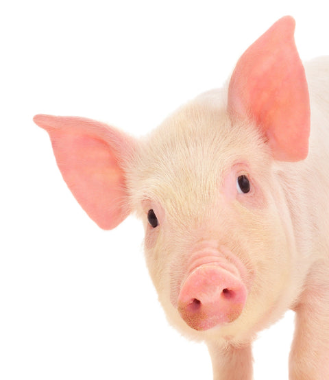 Cute Baby Pig Wall Art