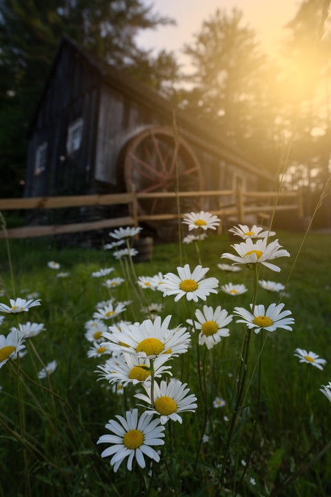 Daisy-Mill Wall Art