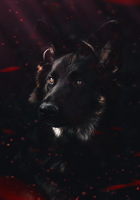 Dark Dog Wall Art