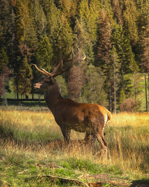 Deer Wall Art