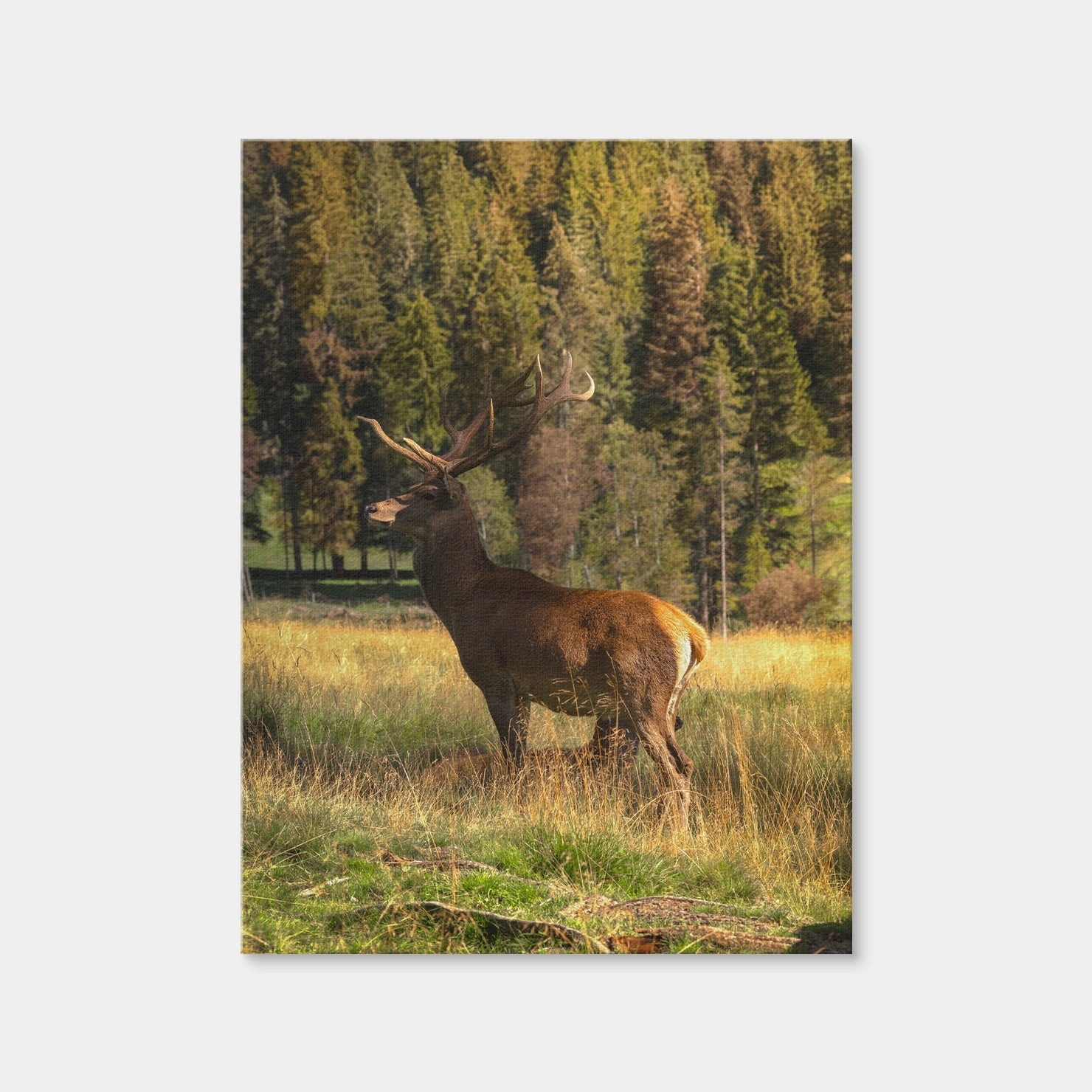 AUTO-MOCKUP WHITE | Deer | 1 Piece | Gallery Wrap Canvas | group=3x4