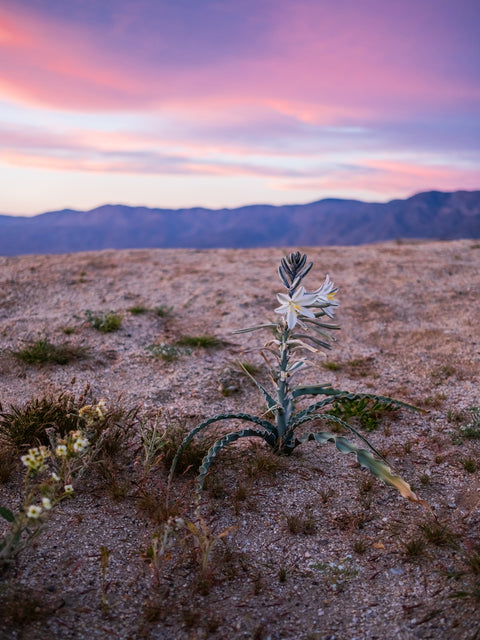 Desert Wild Flowers Wall Art