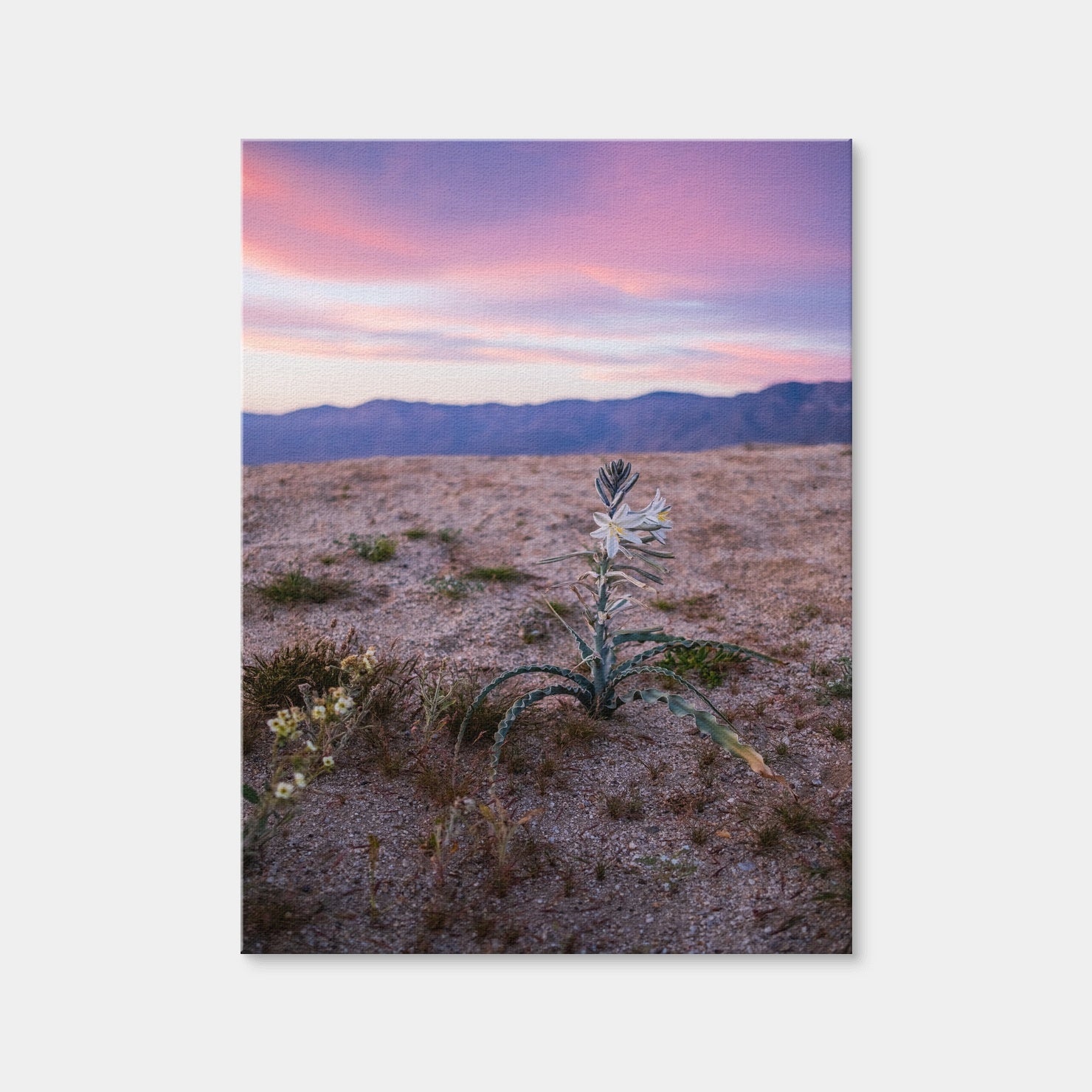 AUTO-MOCKUP WHITE | Desert Wild Flowers | 1 Piece | Gallery Wrap Canvas | group=3x4