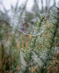 Dew Web Wall Art