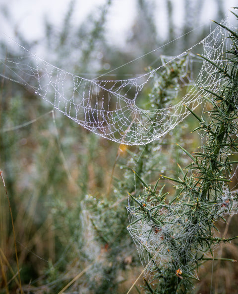Dew Web Wall Art