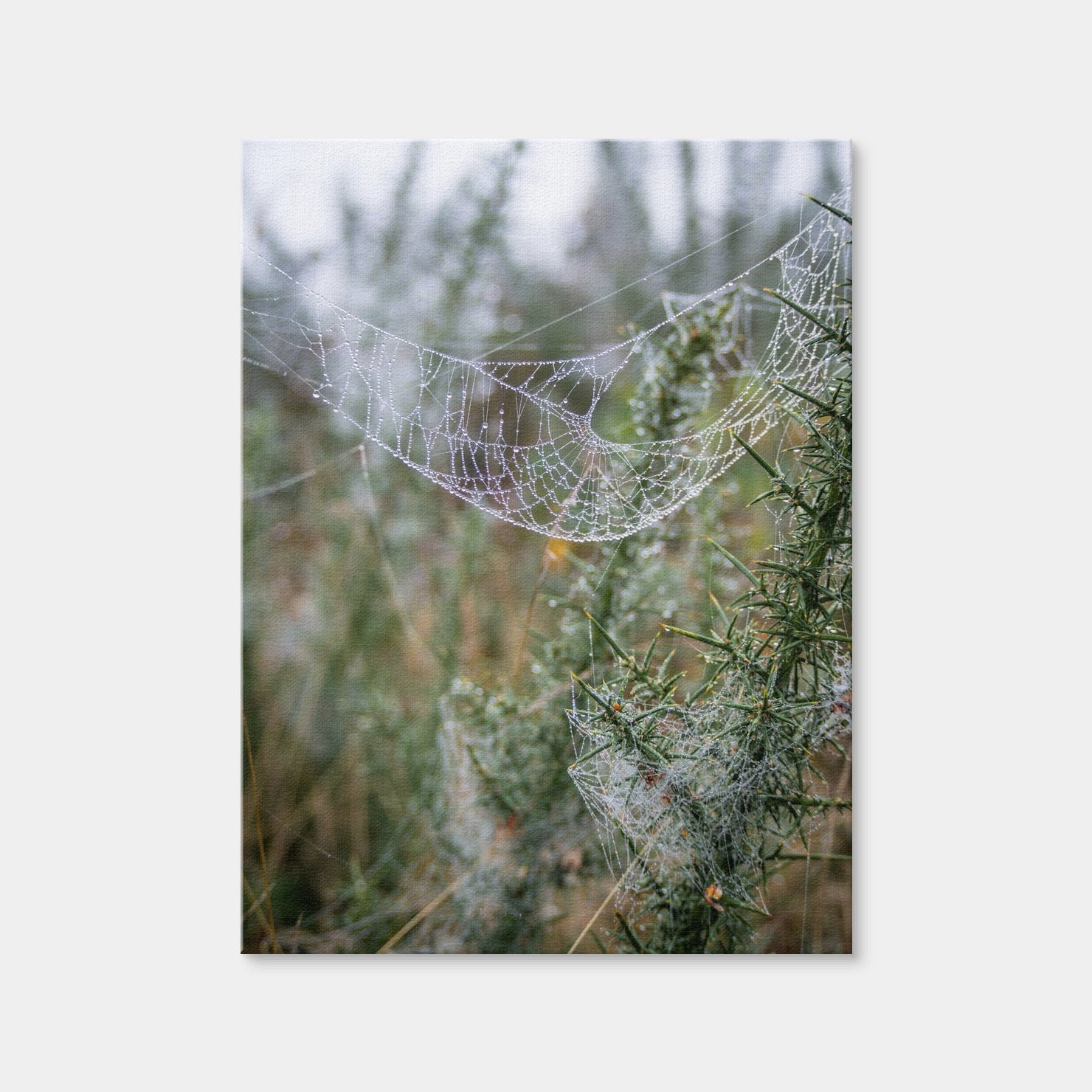 AUTO-MOCKUP WHITE | Dew Web | 1 Piece | Gallery Wrap Canvas | group=3x4