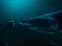 Diver and Shark Wall Art