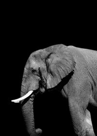 Elephant Wall Art
