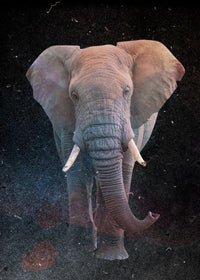 Elephant Art Wall Art