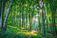 Emerald Forest Wall Art