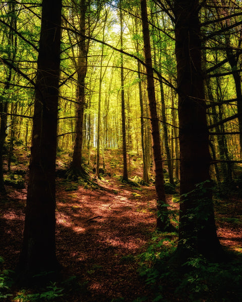 Enchanting Forest Vol. 2 Wall Art
