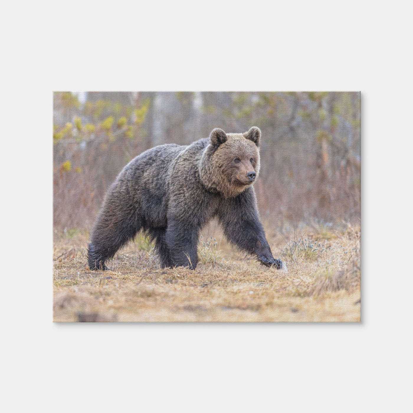 AUTO-MOCKUP WHITE | Eurasian Brown Bear | 1 Piece | Gallery Wrap Canvas | group=4x3