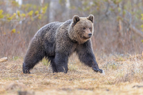 Eurasian brown bear Wall Art