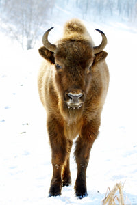 European Bison Wall Art