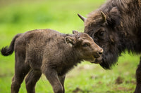 European Bison and Calf Wall Art
