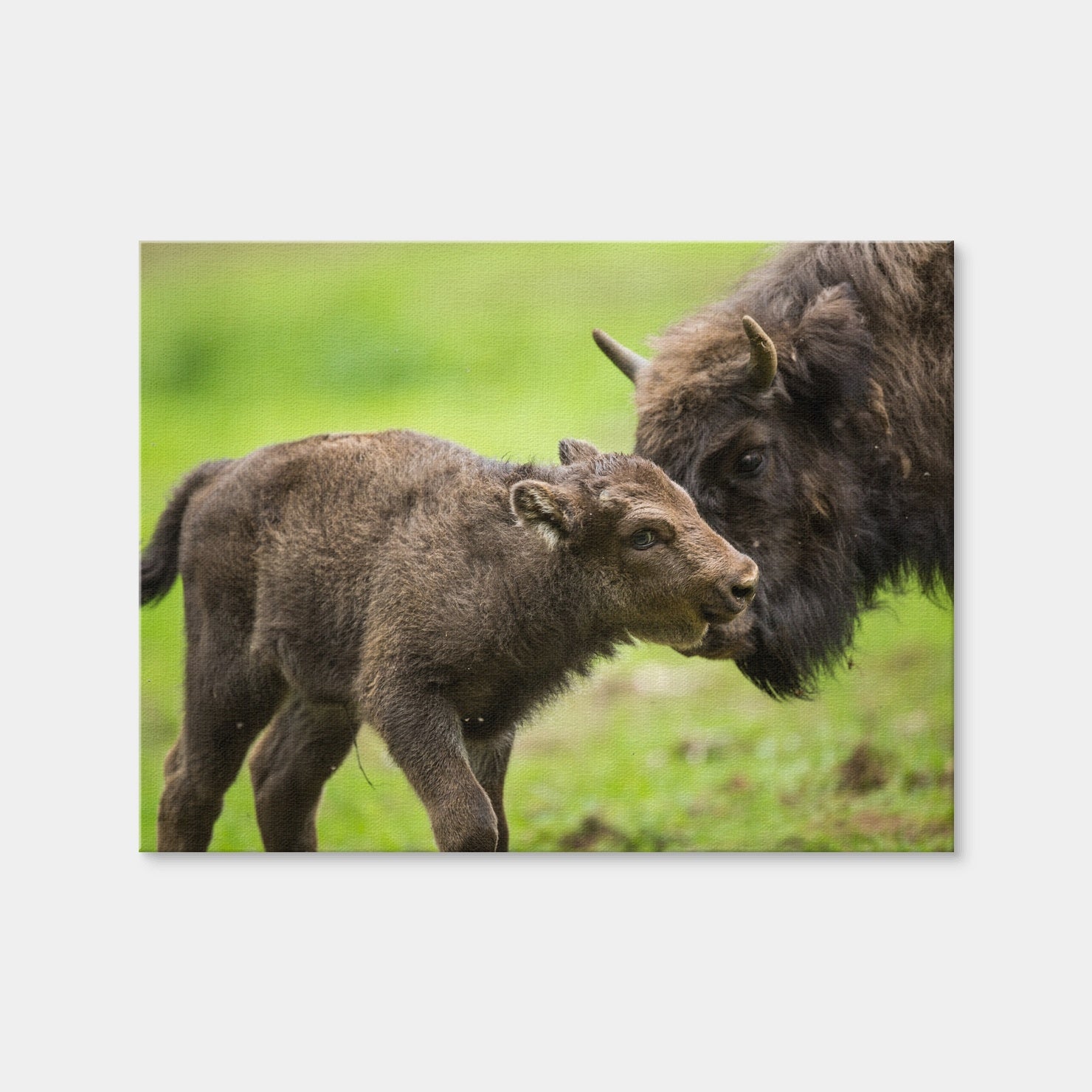 AUTO-MOCKUP WHITE | European Bison and Calf | 1 Piece | Gallery Wrap Canvas | group=4x3