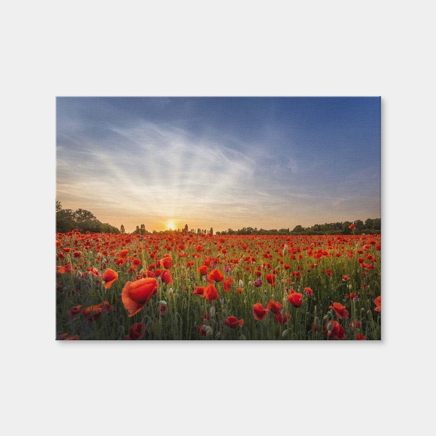 AUTO-MOCKUP WHITE | Evening in a Poppy Field | 1 Piece | Gallery Wrap Canvas | group=4x3