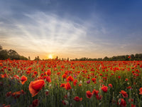 Evening in a poppy field Wall Art