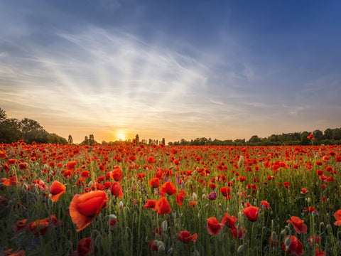 Evening in a poppy field Wall Art
