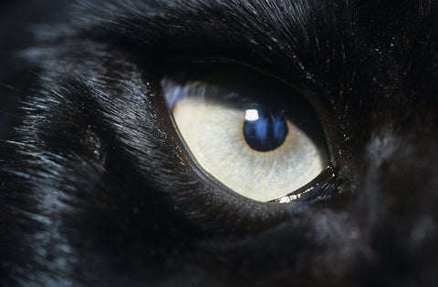 Eye of Black Wolf Wall Art