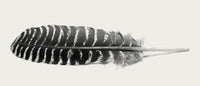 Falcon Feather Wall Art