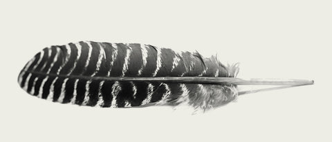 Falcon Feather Wall Art