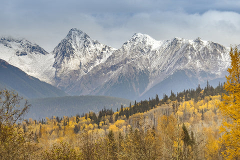 Fall Colors in Northern BC Wall Art