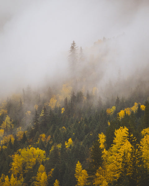 Fall Colors in Northern BC 4 Wall Art