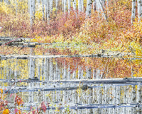 Fall Colors in Northern BC 5 Wall Art