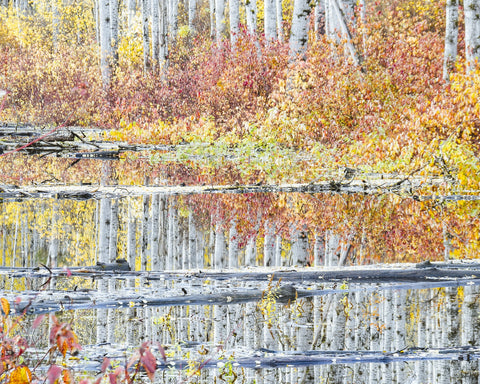 Fall Colors in Northern BC 5 Wall Art