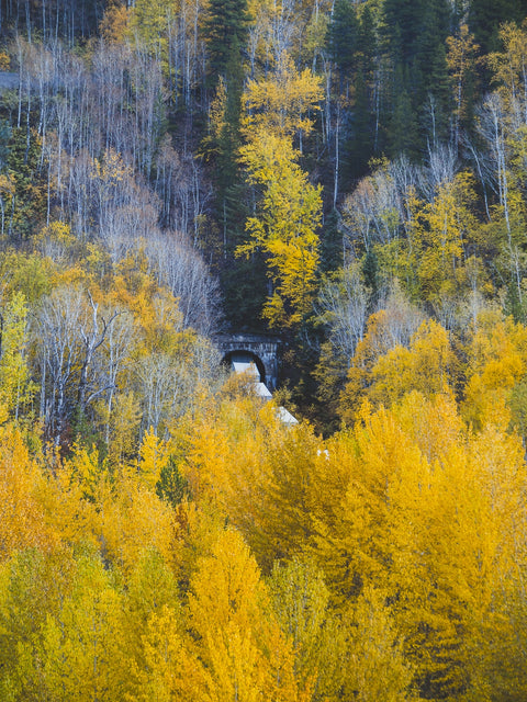 Fall Colors in Northern BC 6 Wall Art