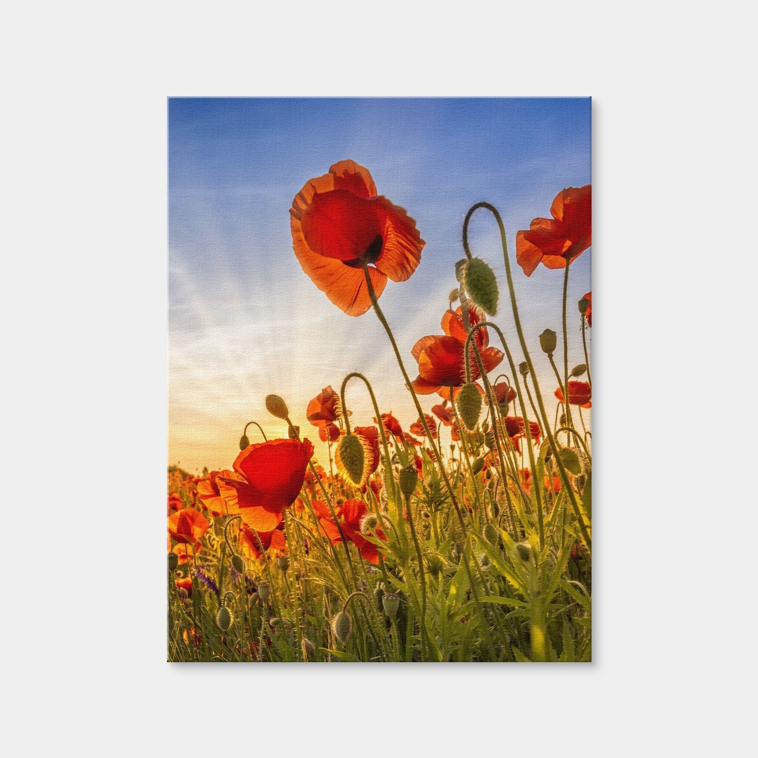 AUTO-MOCKUP WHITE | Fascinating Poppies | 1 Piece | Gallery Wrap Canvas | group=3x4