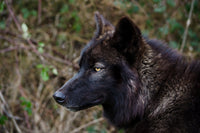 Female Black Wolf Wall Art